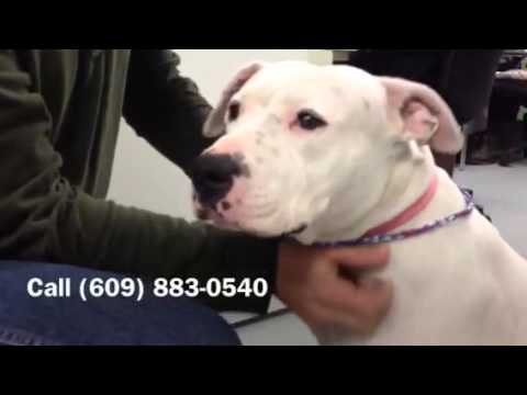 Blanca, an adopted American Bulldog & American Staffordshire Terrier Mix in Ewing, NJ_image-1