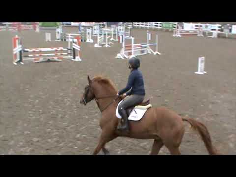 Darastud Lumos 4yo gelding