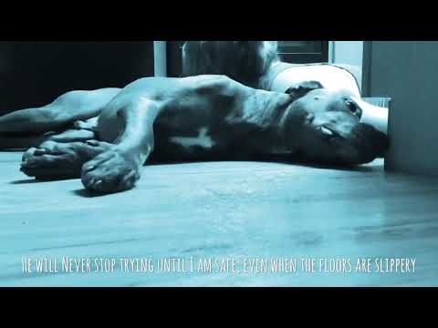 Pies o imieniu Colt nauczył się chronić właścicielkę podczas ataków padaczki