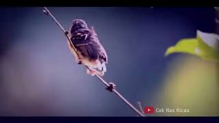 Download lagu Beginilah Kehidupan Burung Murai Batu di Alam Liar mp3 Download lagu Beginilah Kehidupan Burung Murai Batu di Alam Liar mp3