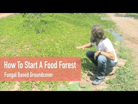 How to start a Permaculture Food Forest Ground Cover Soil Builder with Ian Trew Noosa Forest Retreat