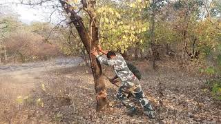 preview picture of video 'Bijapur jungle लकड़ी फटिक (SAF)'