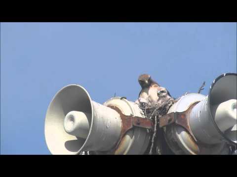 Red tailed hawks nest and around on June 16, 2015 Tsunami Speakers Hawks