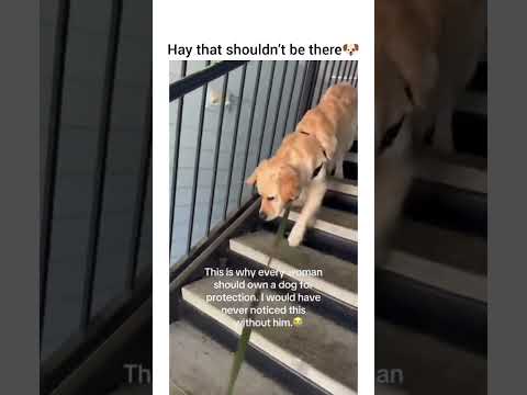 Guys, Goose is literally the best bodygu #funny #petshub #dogshorts #pets