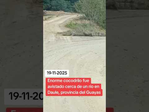 Enorme cocodrilo fue avistado cerca de un río en Daule, provinvia del Guayas: Ecuador