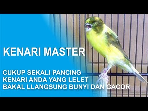 download lagu mp3 mp4 Masteran Kenari Supaya Gacor, download lagu Masteran Kenari Supaya Gacor gratis, unduh video klip Masteran Kenari Supaya Gacor