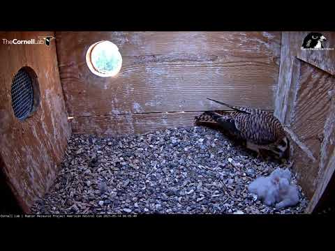 Fifth And Final American Kestrel Chick Hatches | Wisconsin Kestrel Cam – May 14, 2021
