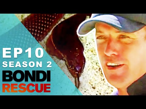 Lifeguards Find A Venomous Snake On The Beach | Bondi Rescue - Season 2 Episode 10 (OFFICIAL UPLOAD)