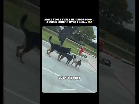 2 dogs fighting over a female dog 🥀🐶 #dogcontent #dogvideos #germanshepherd #dogdrama