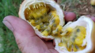 Passionfruit vine! 2 different varieties in one hole! Fredericks and Gold!