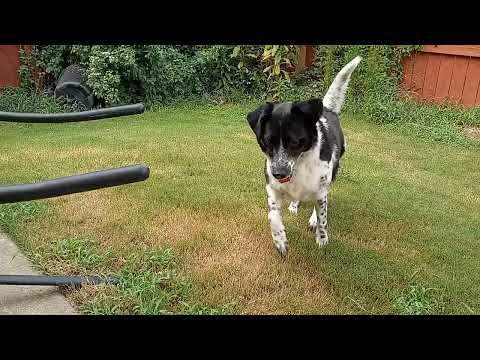 @High energy dog vs Relaxing cat