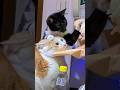 Cats Vs Cats Funny Catvideos Catshorts Cat