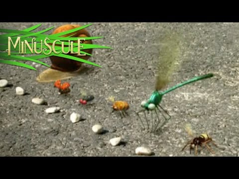 Minuscule - Top Départ/On Your Marks, Get Set.... (Season 1)