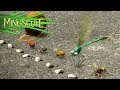 Minuscule Top Départ On Your Marks Get Set Season 1