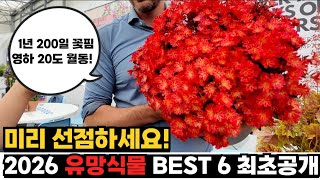 미리 보는 2026년 초대박 식물 Top 6