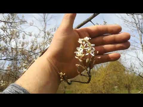 unser essbarer Waldgarten mit seinen Perma-Veggies