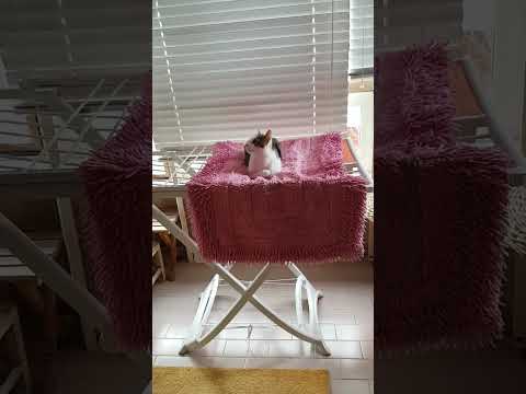 Titty non vuole scendere dallo stendino #cat #cats #funnycat #gatti #gattini #gattidivertenti