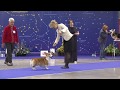 At The Russian WCP Club National Specialty Show 2018 Male Club Champions