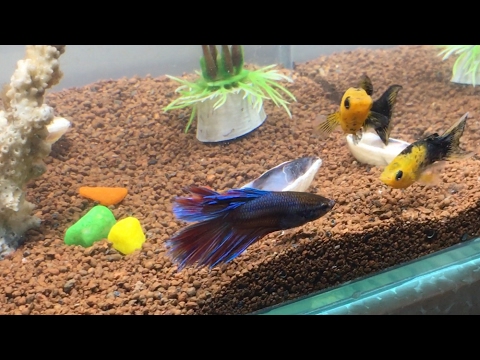 My Betta fish is compatible with molly, guppies, zebra, platy, tetra fishes check out
