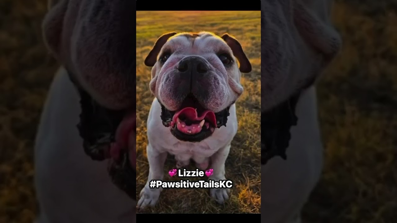 Enlarge Lizzie, a Adoptable English Bulldog in Olathe, KS video 6/6