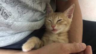 噛んだまま寝る子猫　　　Kitten chews and sleeps owner