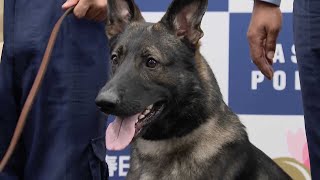 行方不明の高齢男性を20分で発見！警察犬に表彰状と犬用ガムが贈られる　所持品のにおいをたどって警察官を誘導