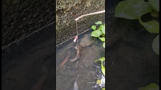 Download lagu Experiment fishing for snakehead fish using Channa Limbata bait!!! #shorts mp3 Download lagu Experiment fishing for snakehead fish using Channa Limbata bait!!! #shorts mp3