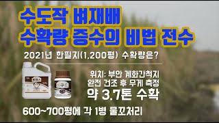 수도작 재배에 물꼬처리만 했더니 올해 목도열병, 마름병증상이 덜해 수확량이!!! 한필지(1,200평)에 벼 …