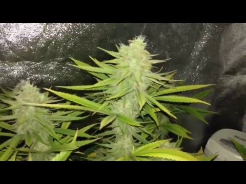 Sincity Seeds - WhiteNightmare Day 51