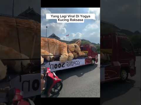 Viral Kucing Raksasa Di Yogya #shorts #cat #kucing #animals #funny #cute #pets