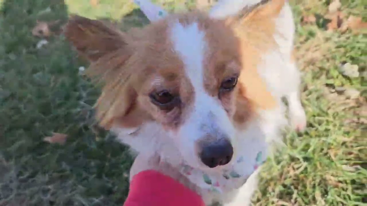 Kelsey, a ADOPTABLE Papillon in Kansas City, MO video 3/3