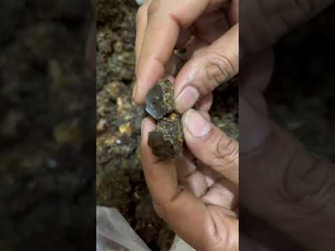 Commiphora wightii guggul gum naturan, packaging type: packe...