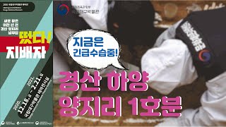 [특별전시] 떳다! 지배자 유물 긴급 수습, 양지리 1호분 소개 이미지