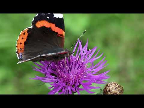 Jordan S. Mompo - Into You