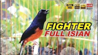 Download lagu MURAI FIGHTER 100% BONGKAR ISIAN buat Pancingan murai batu agar bunyi mp3 Download lagu MURAI FIGHTER 100% BONGKAR ISIAN buat Pancingan murai batu agar bunyi mp3