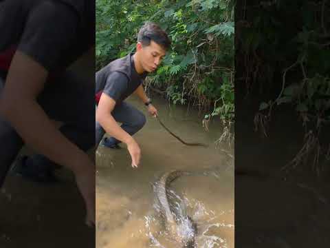 Best nature ... #snake #kingcobra