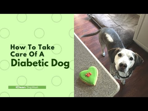 How To Take Care Of A Diabetic Dog