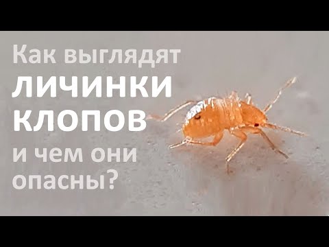 Личинки клопов: как они выглядят, где обитают и от чего дохнут