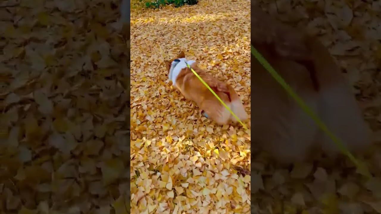 銀杏の絨毯を歩くコーギーのラッキー　#corgi #コーギー