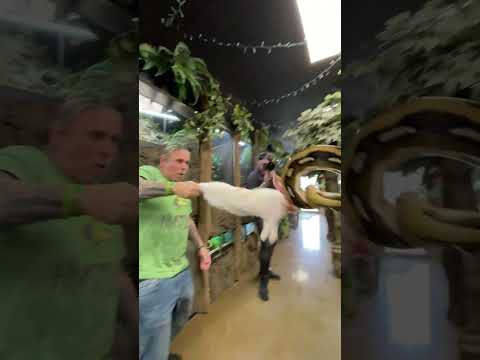 Giant Snake Strikes At Rabbit 🐍  #snake