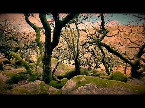 Devon's Creepiest Woodland: Wistman's Woods On Dartmoor