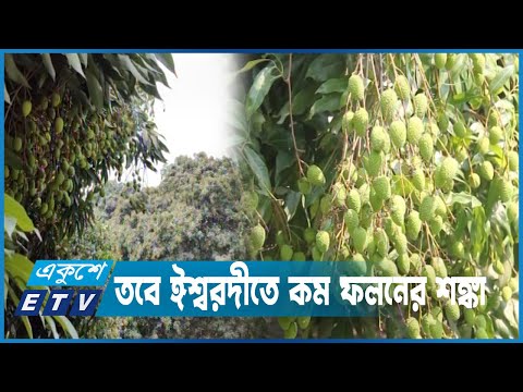 অনুকূল আবহাওয়ায় দেশে লিচুর ফলন ভালো