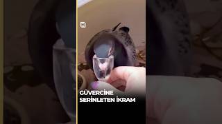 🕊️Yuva çalışması yapan güvercine bir bardak su ikram ettix