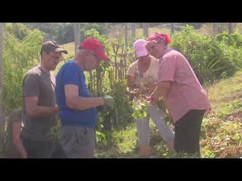 Se vincula brigada de solidaridad alemana a labores agrícolas  en Guantánamo