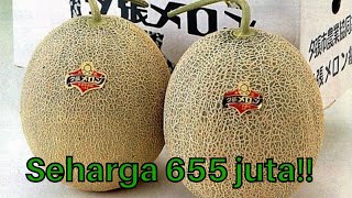 Download lagu Buah Termahal di Dunia, Harganya Lebih Mahal Daripada Rumah! mp3