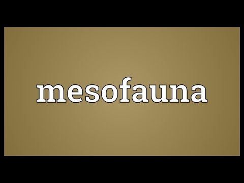 Mesofauna Meaning