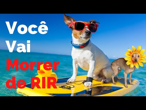 Cachorro raças, cachorros mais fofos do tiktok, cachorrinhos fofinhos, cachorrinhos engraçados