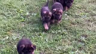 Video preview image #2 German Shepherd Dog Puppy For Sale in HEDGESVILLE, WV, USA