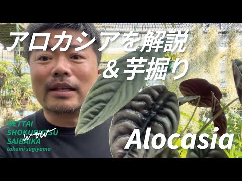 セアノサスの肥料は何ですか？カリフォルニアライラックにいつ肥料を与えるのですか？  庭園