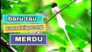 Download lagu Suara merdu burung tali pocong /seriwang || Asian paradise Flycatcher mp3 Download lagu Suara merdu burung tali pocong /seriwang || Asian paradise Flycatcher mp3